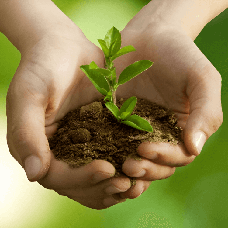 Cuidar la tierra y las plantas: esencia de nuestra misión natural