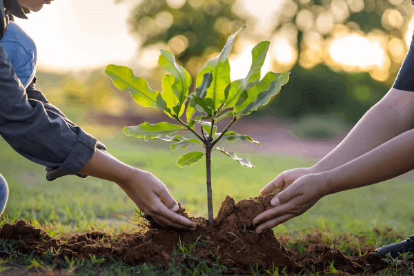 Cuidamos la tierra y fomentamos nuevas raíces para un futuro natural