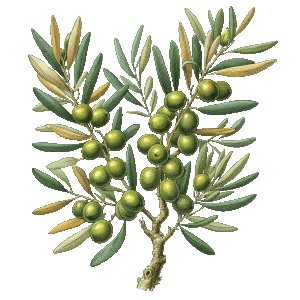 Rama de olivo, ingrediente natural de la crema Magicataplasma, hidratante para la piel